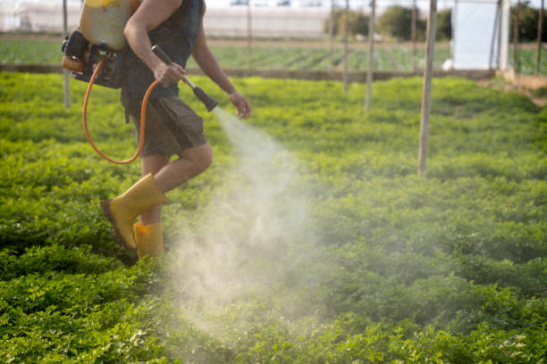 Wasp Removal Services in Lisbon, IA