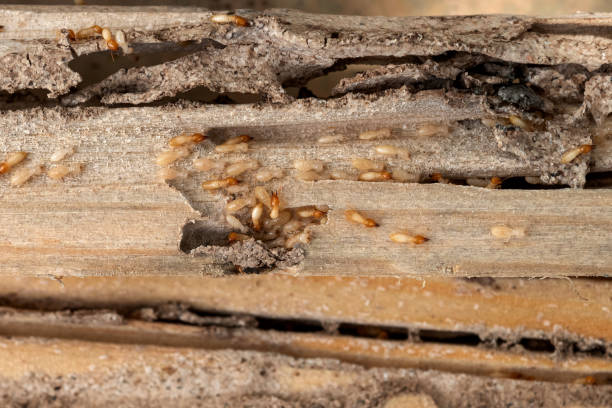 Best Wildlife Control Services  in Lisbon, IA